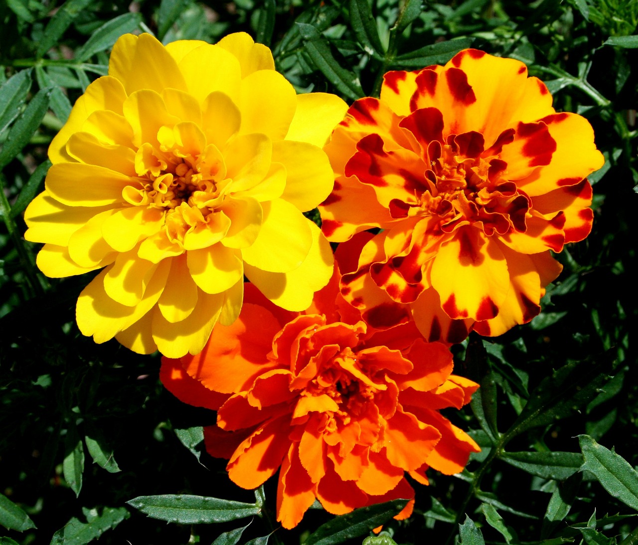 Marigolds, Gėlės, Geltona, Oranžinė, Rūdys, Gėlių, Spalvinga, Žiedlapis, Flora, Žiedas