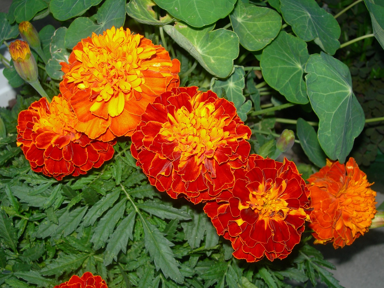 Marigolds, Oranžinės Raudonos Gėlės, Nasturtijos Lapai, Pumpurai, Naktis, Gėlių Sodas, Žali Lapai, Asteraceae, Žiedlapiai, Budas