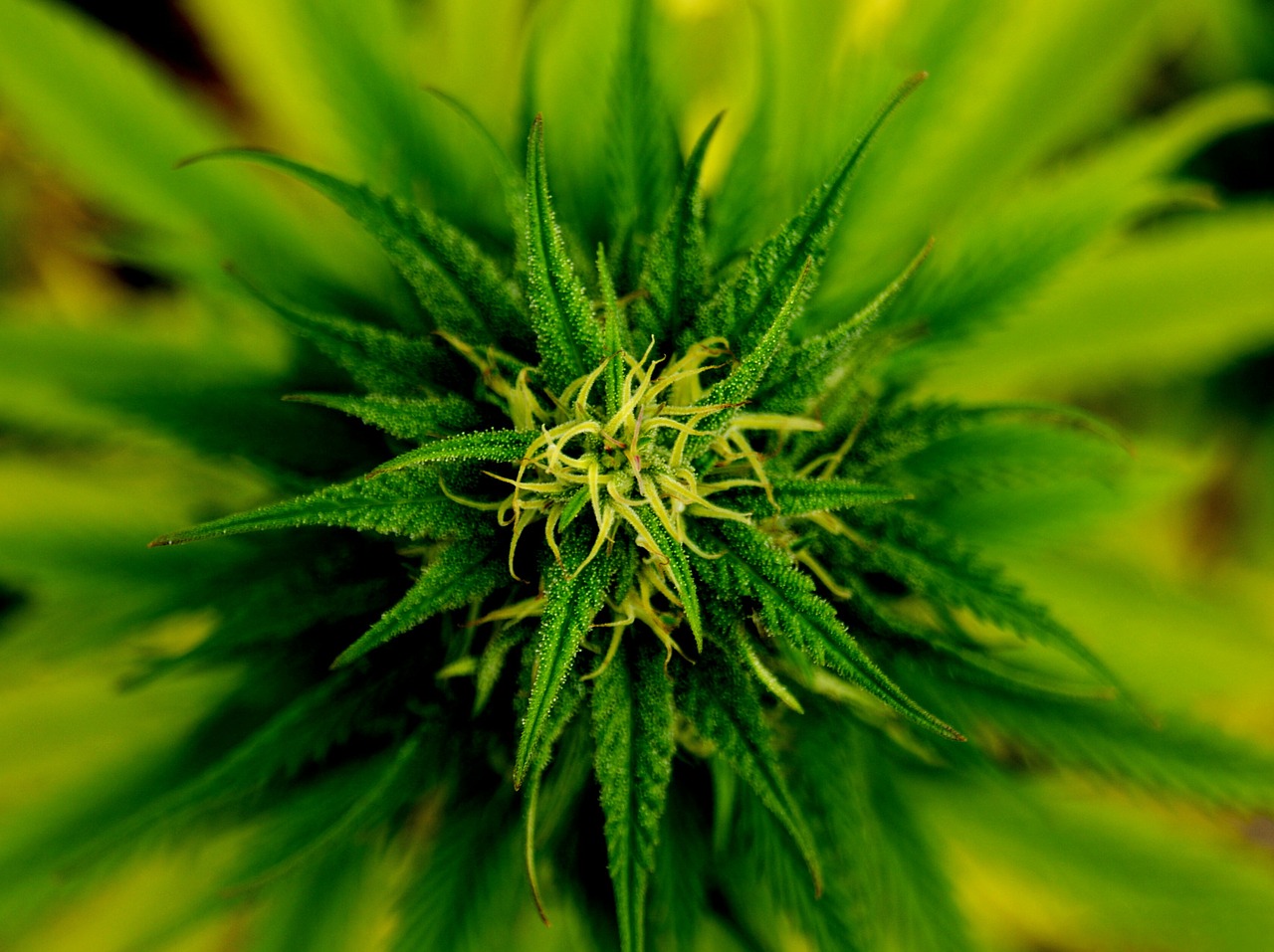 Marihuana, Gėlė, Žalias, Augalas, Nemokamos Nuotraukos,  Nemokama Licenzija