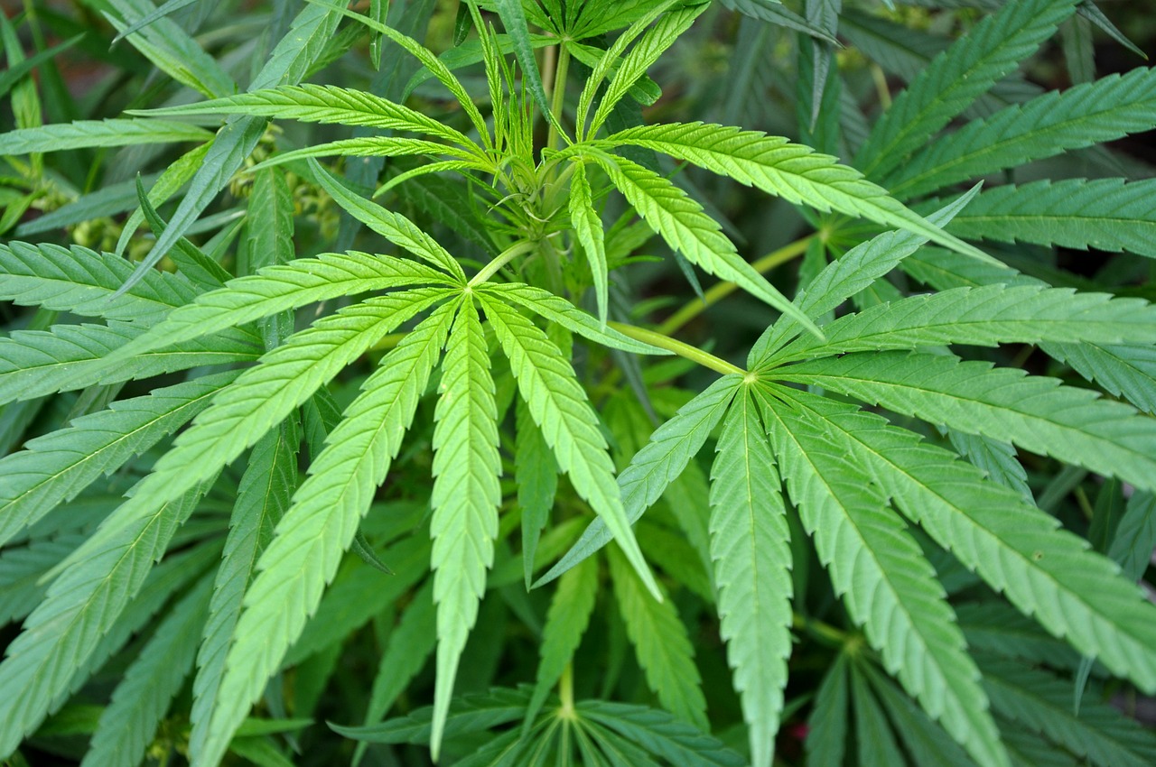 Marihuana,  Hašišas,  Lapų,  Gelės Vazonas,  Augalų,  Pobūdį,  Medicina, Nemokamos Nuotraukos,  Nemokama Licenzija