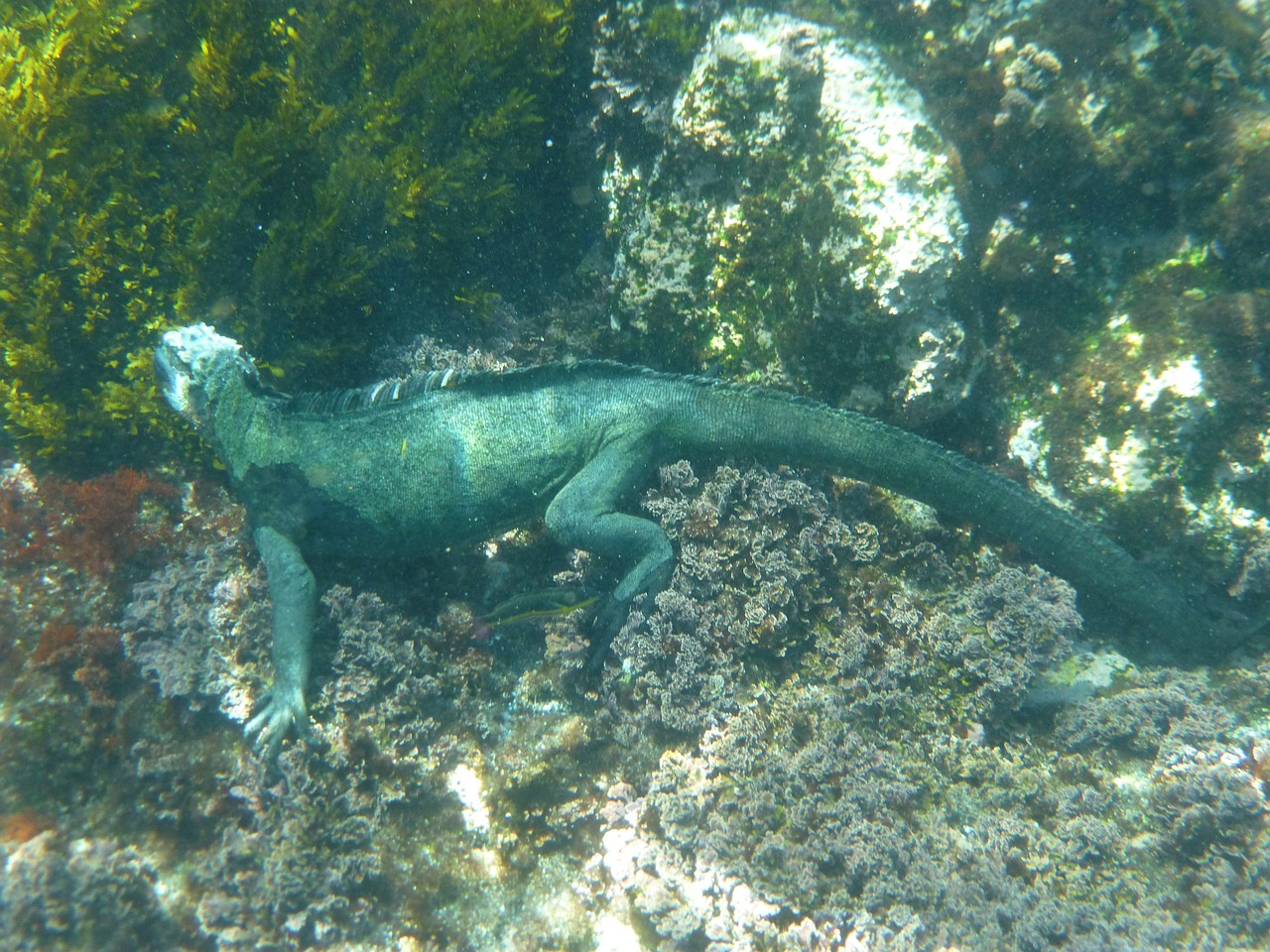 Jūrų Iguana,  Galapagai,  Nardymas,  Ropliai,  Iguana,  Driežas,  Gyvūnas,  Laukinė Gamta,  Ecuador,  Maudytis