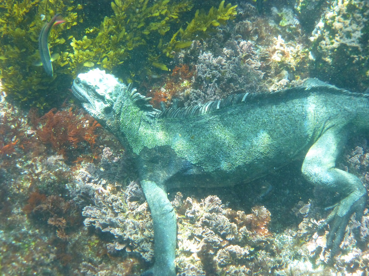 Jūrų Iguana,  Galapagai,  Nardymas,  Ropliai,  Iguana,  Driežas,  Gyvūnas,  Laukinė Gamta,  Ecuador, Nemokamos Nuotraukos