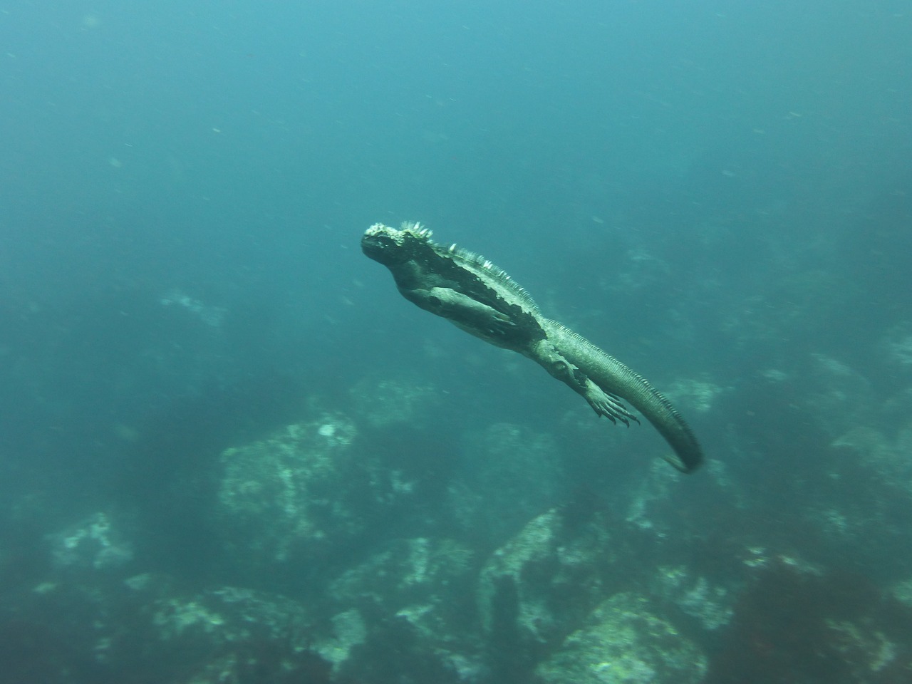 Jūrų Iguana,  Galapagai,  Nardymas,  Ropliai,  Iguana,  Driežas,  Gyvūnas,  Laukinė Gamta,  Ecuador,  Maudytis