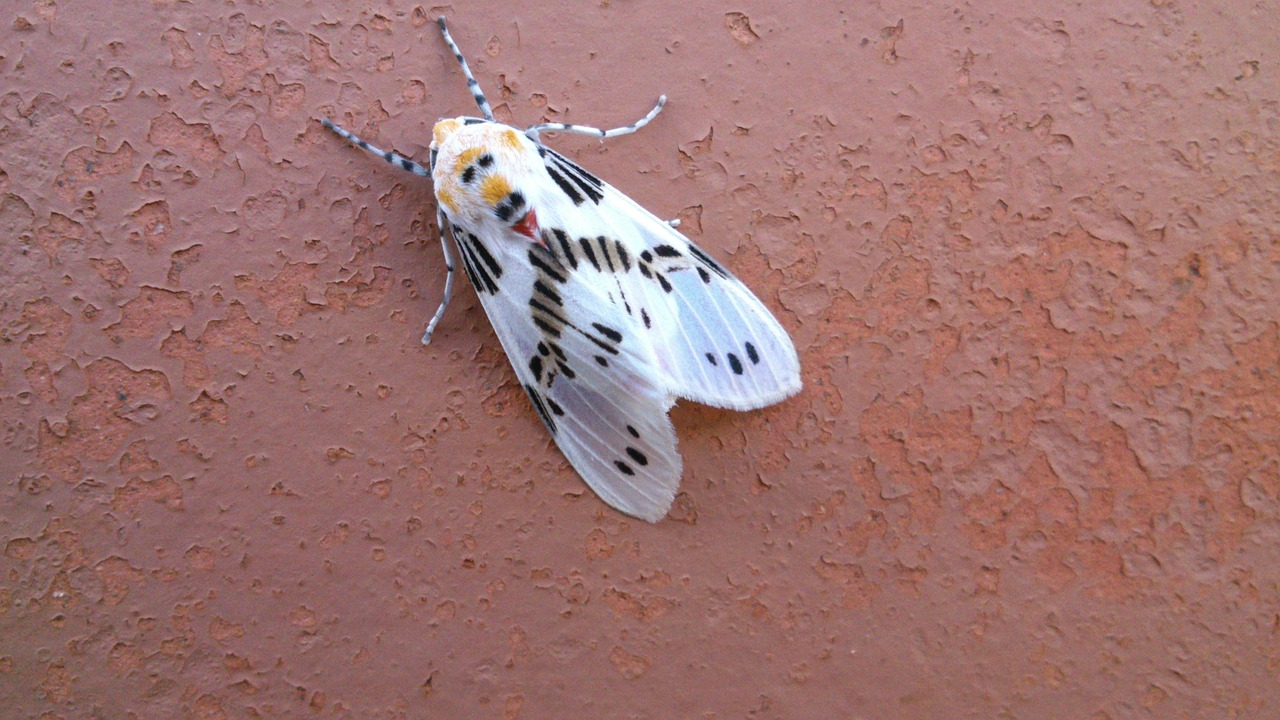 Mariposa, Vabzdžiai, Gamta, Nemokamos Nuotraukos,  Nemokama Licenzija