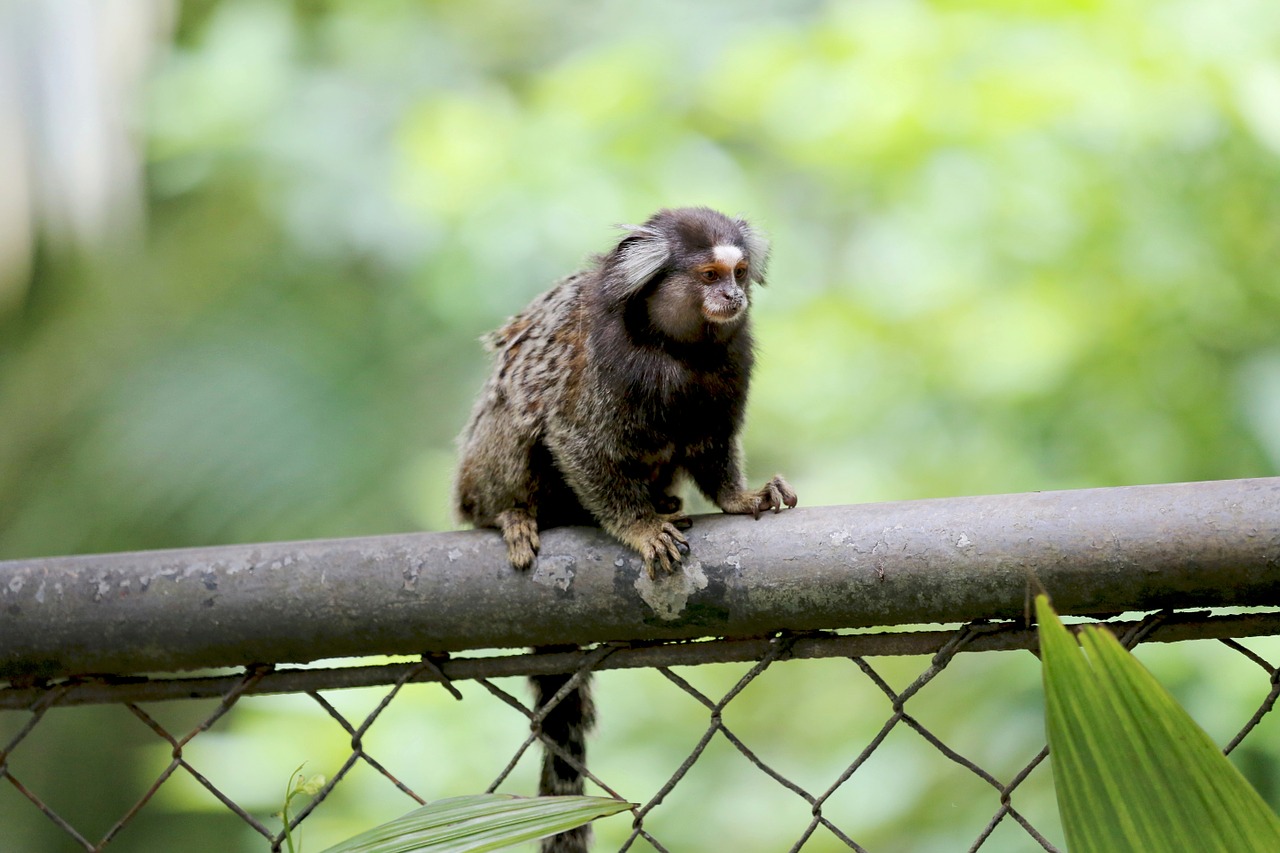 Marmoset, Baltos Kuokštelės, Gyvūnas, Žiūri, Natūrali Buveinė, Nemokamos Nuotraukos,  Nemokama Licenzija