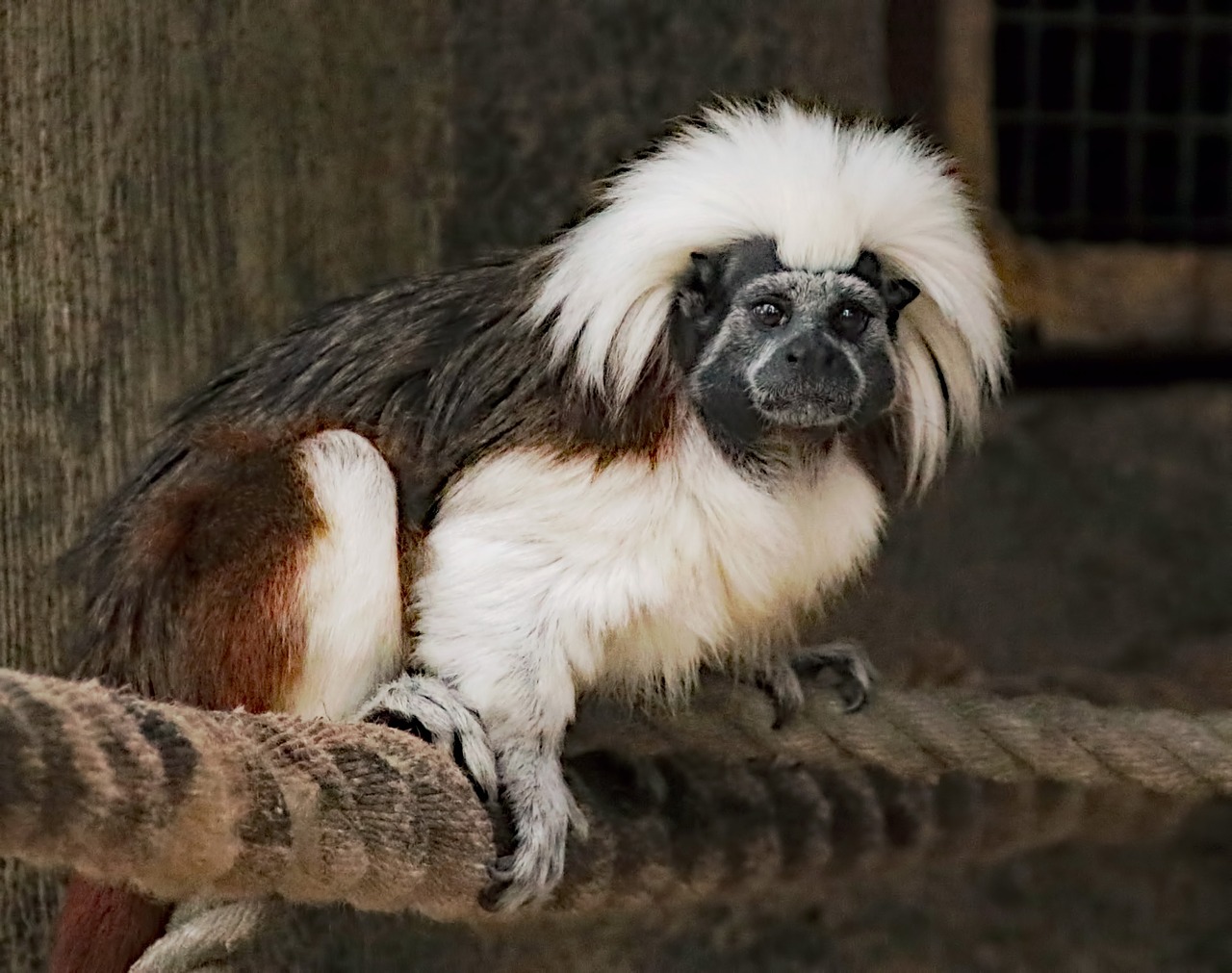 Marmoset, Beždžionė, Gyvūnas, Ape, Laukinė Gamta, Primatas, Žinduolis, Sėdi, Zoologijos Sodas, Nemokamos Nuotraukos