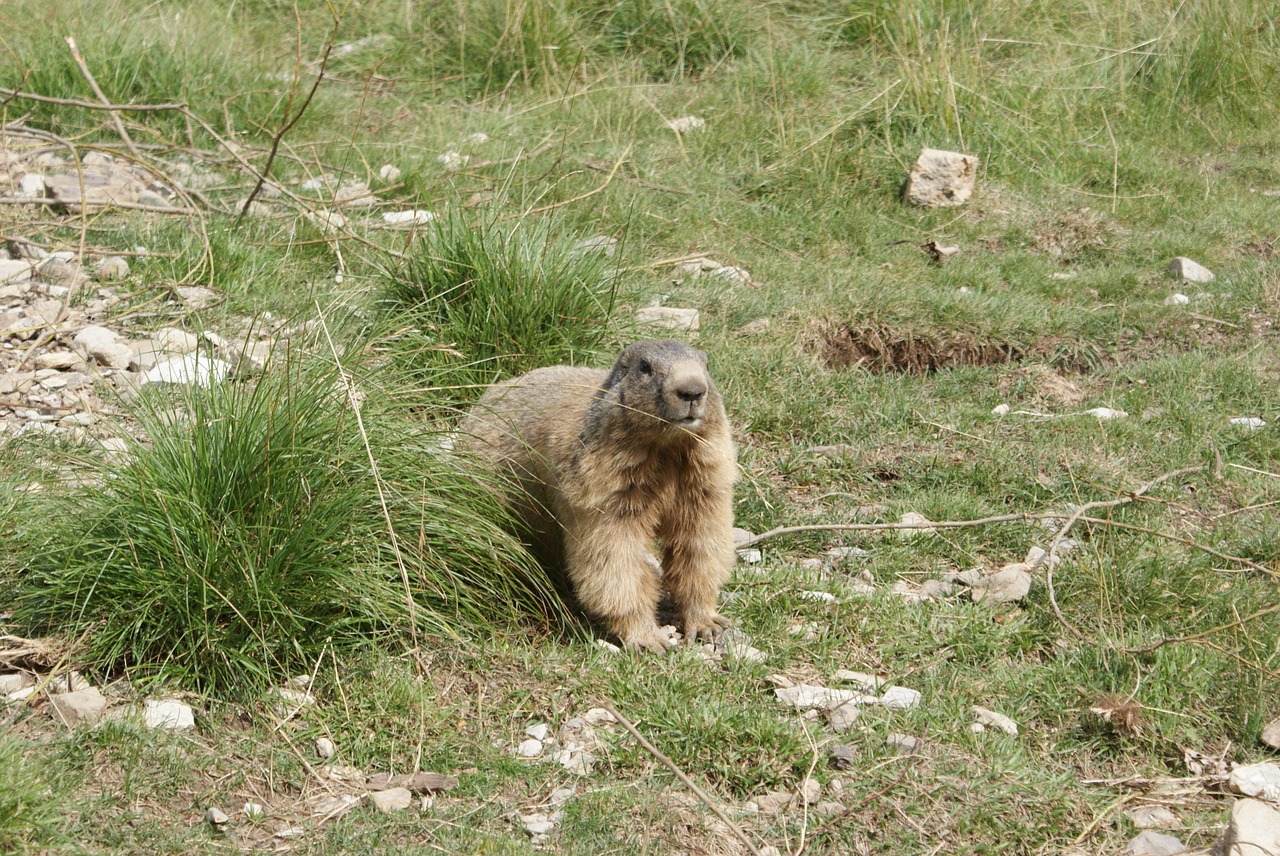 Giesmė, Kailis, Fauna, Gamta, Vasara, Kalnai, Alpės Iš Aukštutinės Provence, Nemokamos Nuotraukos,  Nemokama Licenzija