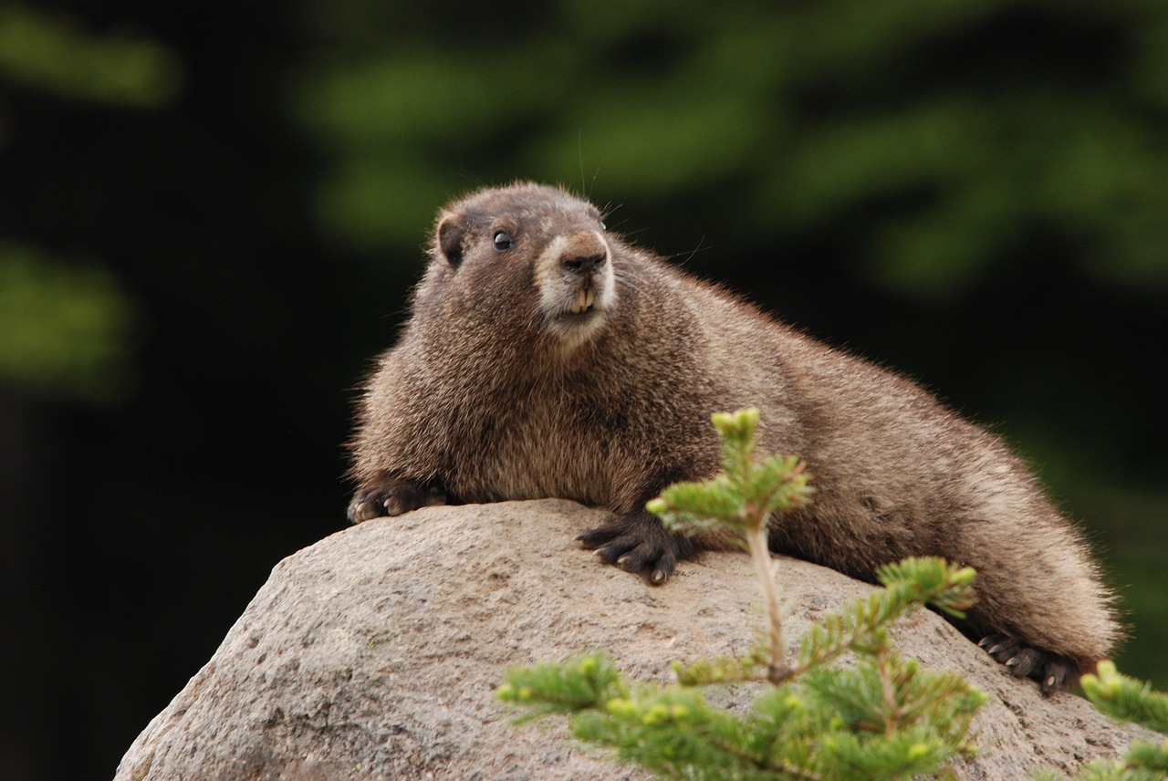 Giesmė, Sargos Šventė, Rokas, Saulė, Fauna, Žinduolis, Graužikas, Vašingtono Valstija, Šiaurės Amerika, Nemokamos Nuotraukos