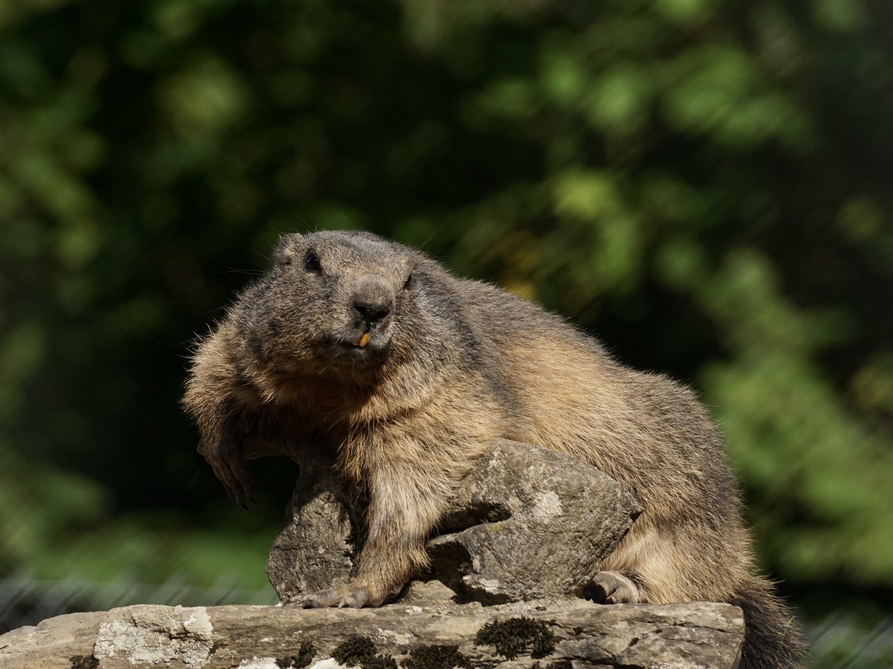 Giesmė, Graužikas, Alpių, Alpių Žilvė, Laukinio Gyvenimo Parkas, Zoologijos Sodas, Kailis, Gyvūnas, Rokas, Žinduolis