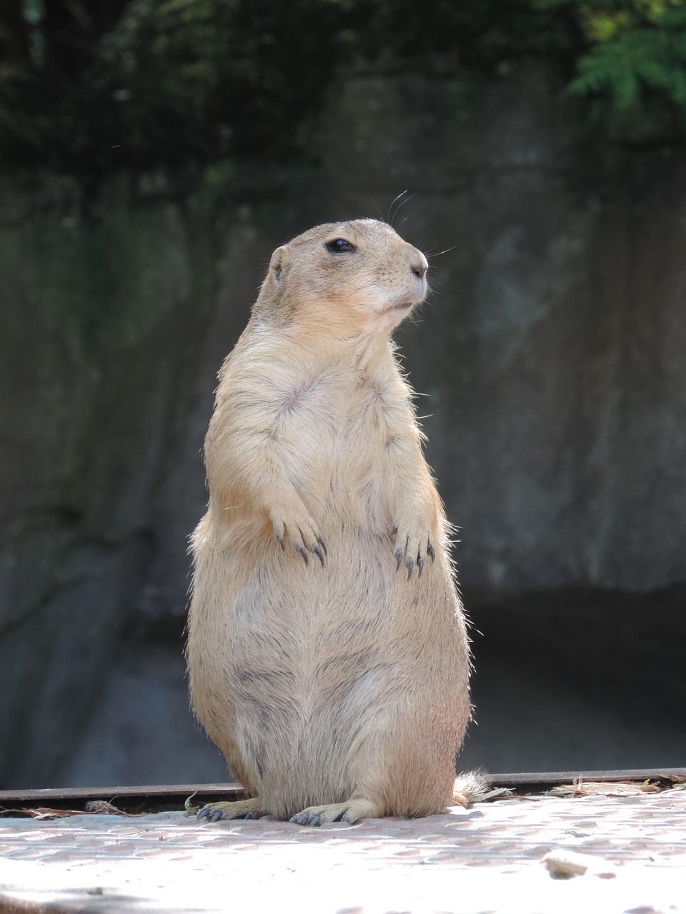 Giesmė, Graužikas, Mankei, Kruopos, Gophers, Kailis, Kailiniai Gyvūnai, Gamta, Zoologijos Sodas, Mielas