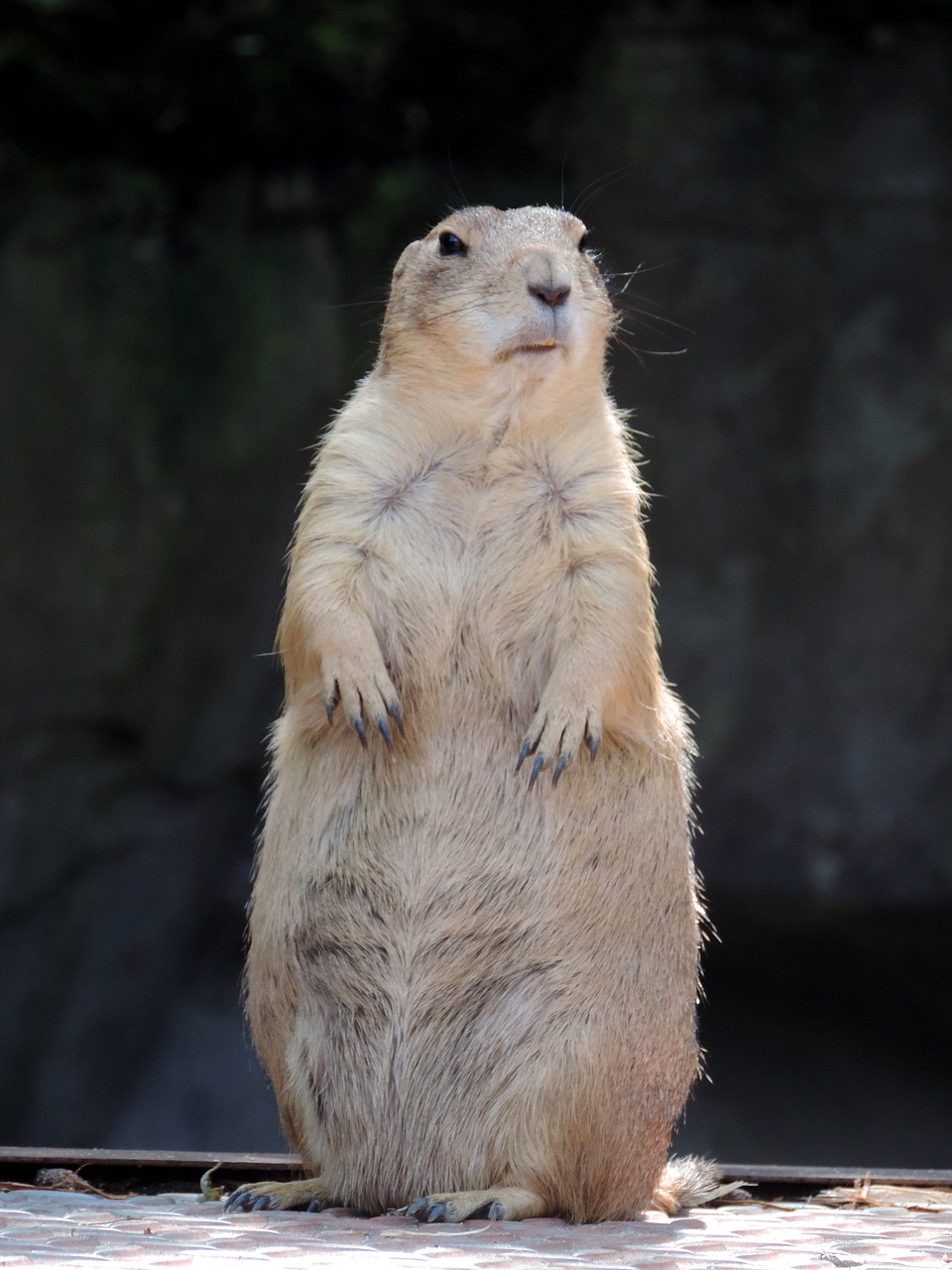 Giesmė, Graužikas, Mankei, Kruopos, Gophers, Kailis, Kailiniai Gyvūnai, Gamta, Zoologijos Sodas, Mielas