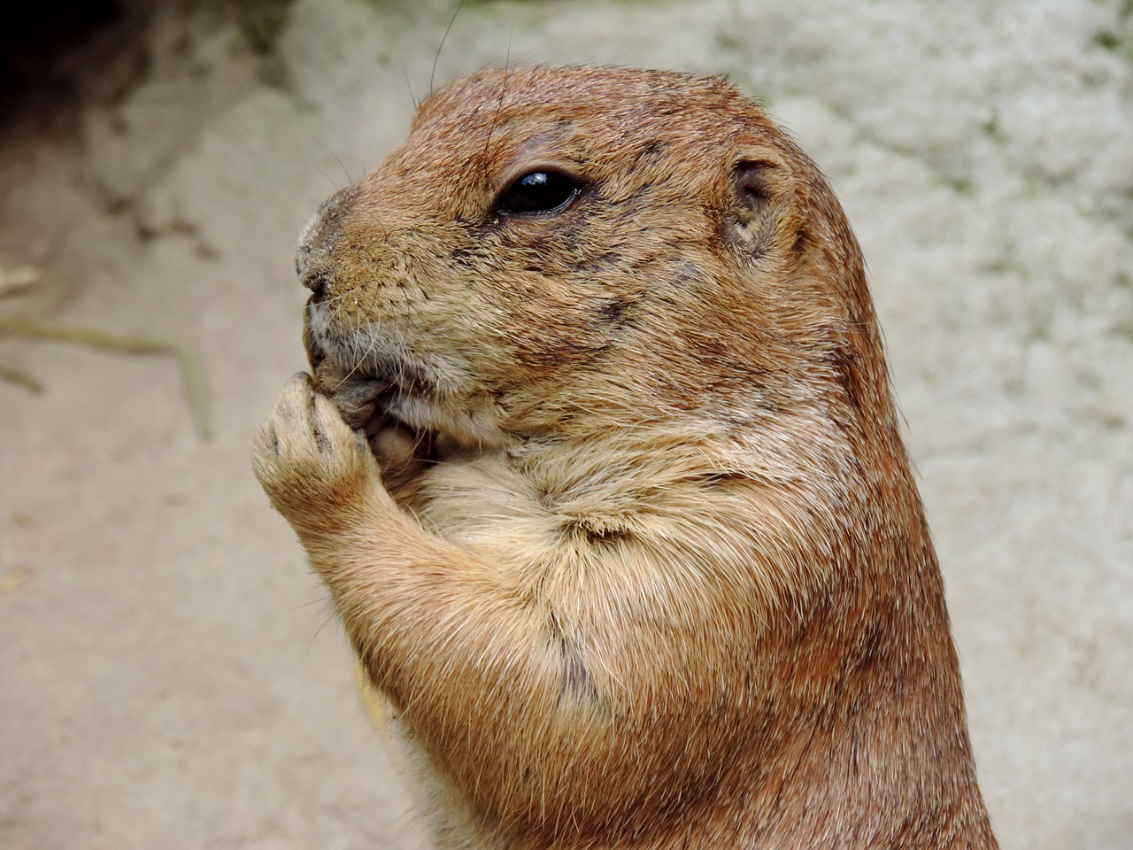 Giesmė, Graužikas, Gophers, Mankei, Gyvūnas, Gamta, Mielas, Kruopos, Laukinės Gamtos Fotografija, Galva