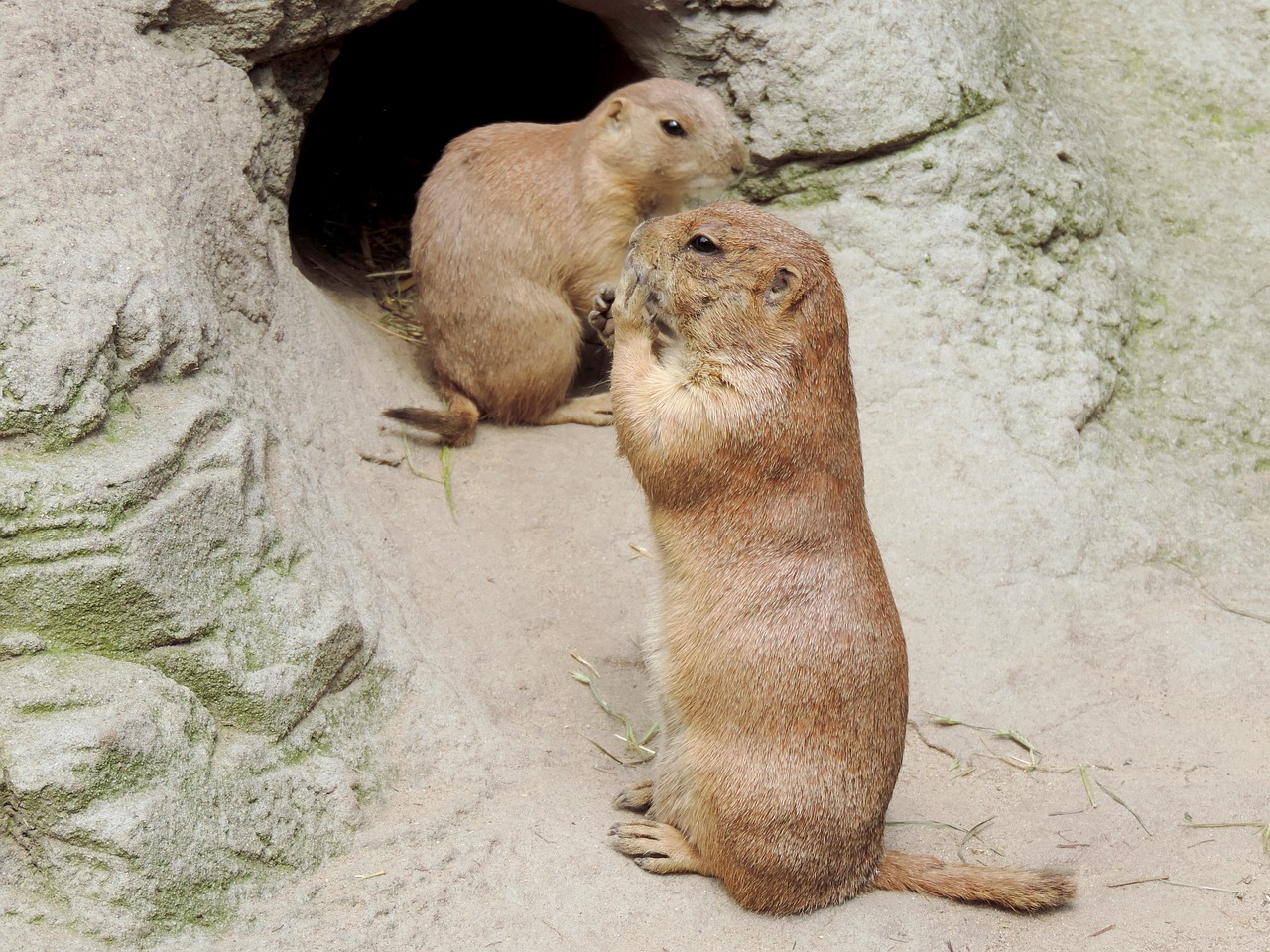 Giesmė, Graužikas, Gophers, Mankei, Gyvulio Denis, Urvas, Kailis, Vertikaliai, Gyvūnas, Zoologijos Sodas