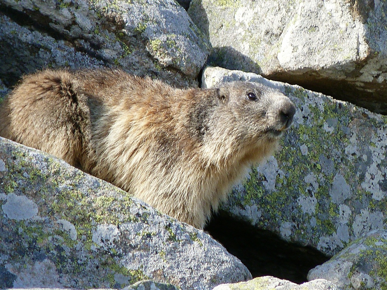 Giesmė, Graužikas, Žolėdis, Pavasaris, Akmenys, Alpės, Stebėtojas, Budrus, Svilpukas, Stebėjimas