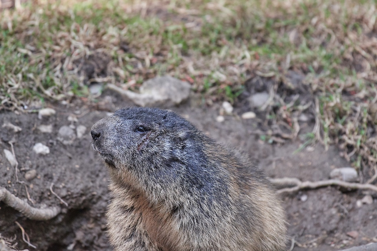 Marmot,  Nager,  Graužikų,  Mielas,  Iš Arti,  Furry,  Gyvūnijos Pasaulyje,  Gamta, Nemokamos Nuotraukos,  Nemokama Licenzija