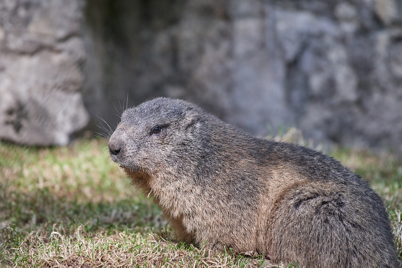 Marmot,  Nager,  Furry,  Graužikų,  Mielas,  Žinduolis,  Smalsu,  Alpine Marmot, Nemokamos Nuotraukos,  Nemokama Licenzija