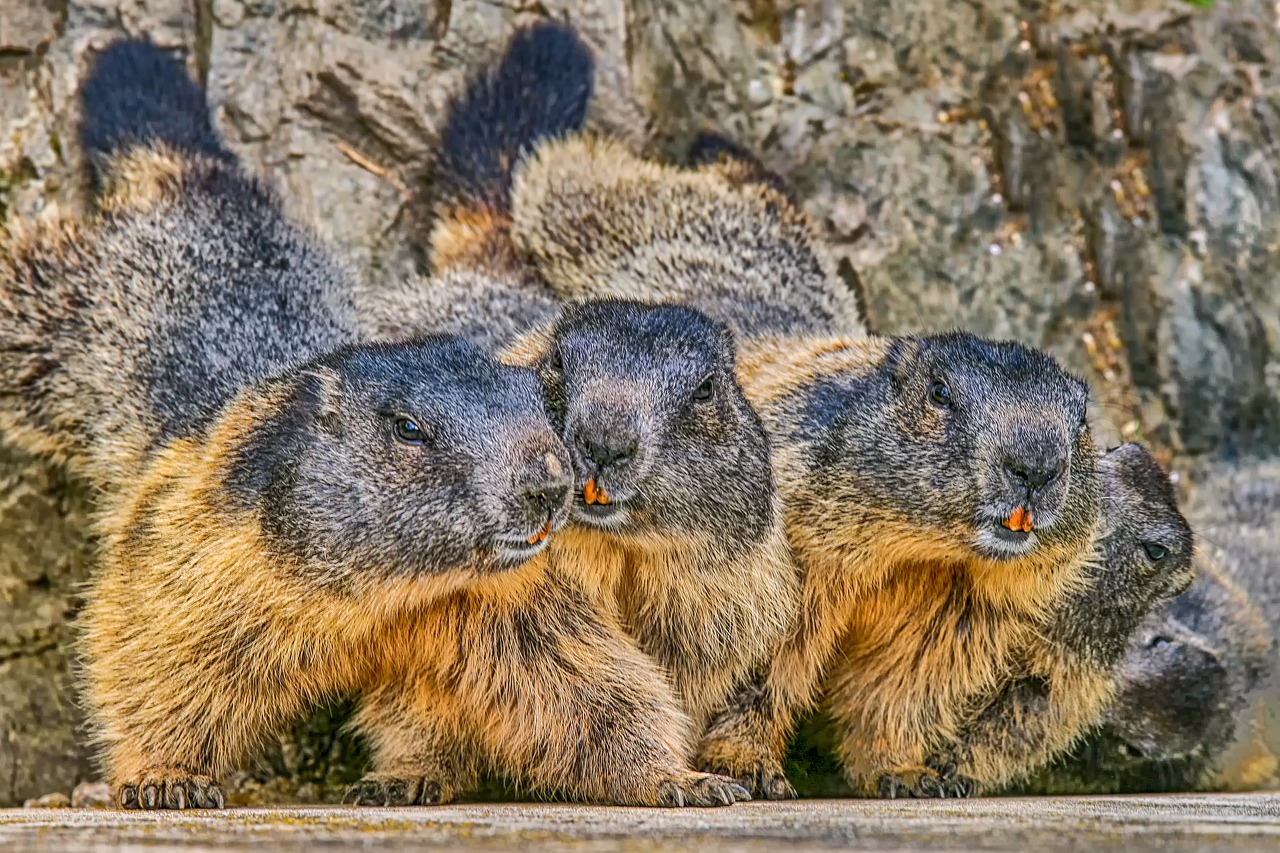 Marmot,  Pobūdį,  Gyvūnas,  Graužikų,  Alpine,  Mielas,  Zoo,  Alpių Švilpikas,  Gyvūnijos Pasaulyje,  Kailiai