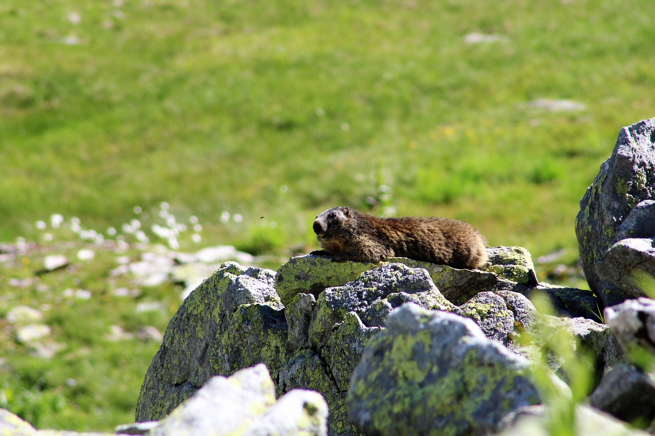 Marmot,  Kalnai,  Gyvūnijos Pasaulyje,  Surselva,  Bündnerland, Nemokamos Nuotraukos,  Nemokama Licenzija