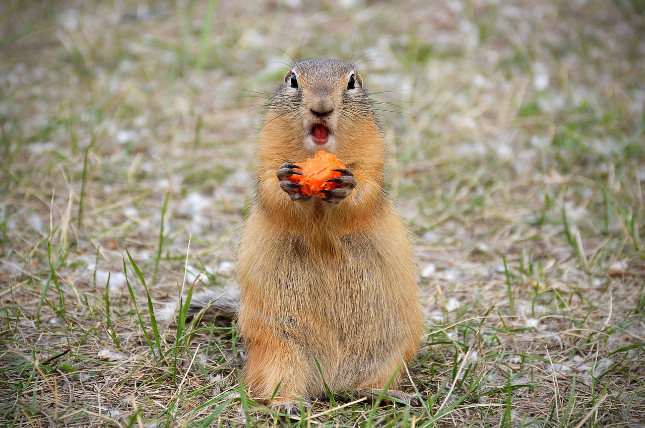 Marmot,  Mitybos,  Morkų,  Mielas,  Pėda, Nemokamos Nuotraukos,  Nemokama Licenzija