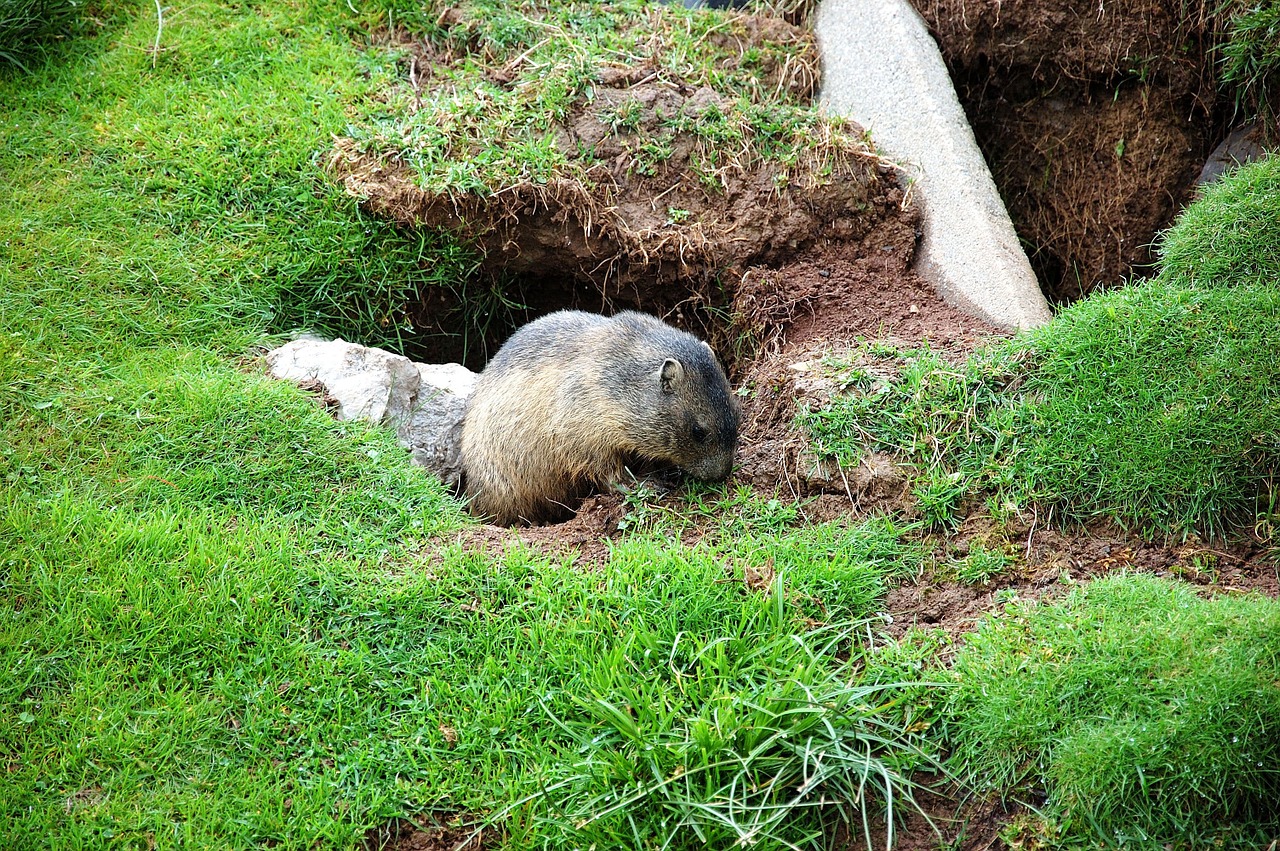 Giesmė, Pieva, Alpių Žilvė, Graužikai, Kalnų Pieva, Marmoto Inžinerija, Alpių Žilų Urvas, Nemokamos Nuotraukos,  Nemokama Licenzija