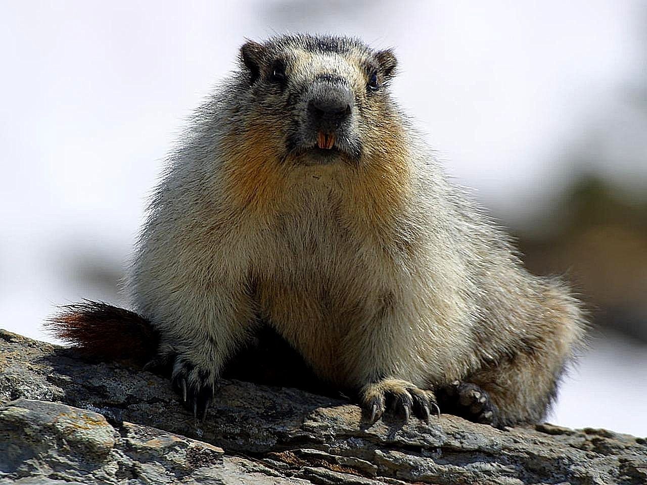 Giesmė, Gyvūnas, Graužikas, Laukinė Gamta, Žinduolis, Laukiniai, Ruda, Fauna, Nemokamos Nuotraukos,  Nemokama Licenzija