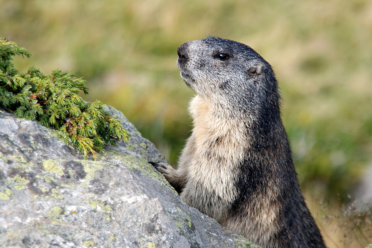 Šventės, Aletsch Ledynas, Valais, Jungfrau Regionas, Šveicarija, Nemokamos Nuotraukos,  Nemokama Licenzija