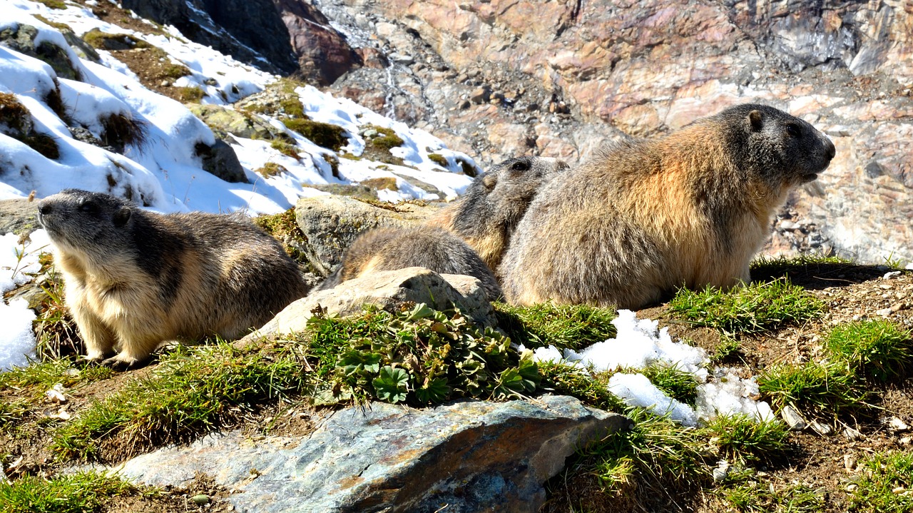 Marmottes,  Pobūdį,  Sniegas, Nemokamos Nuotraukos,  Nemokama Licenzija