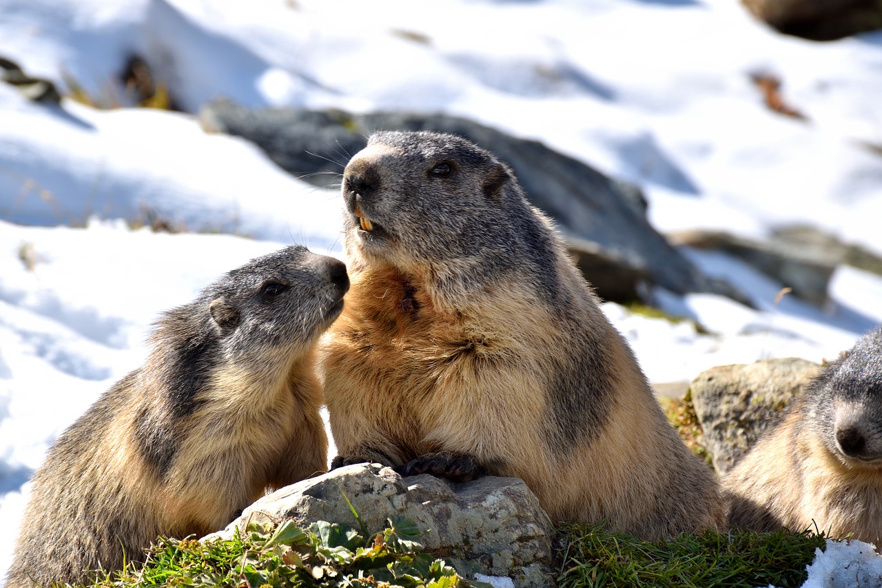Marmottes,  Pobūdį,  Sniegas,  Graužikų,  Alpine, Nemokamos Nuotraukos,  Nemokama Licenzija
