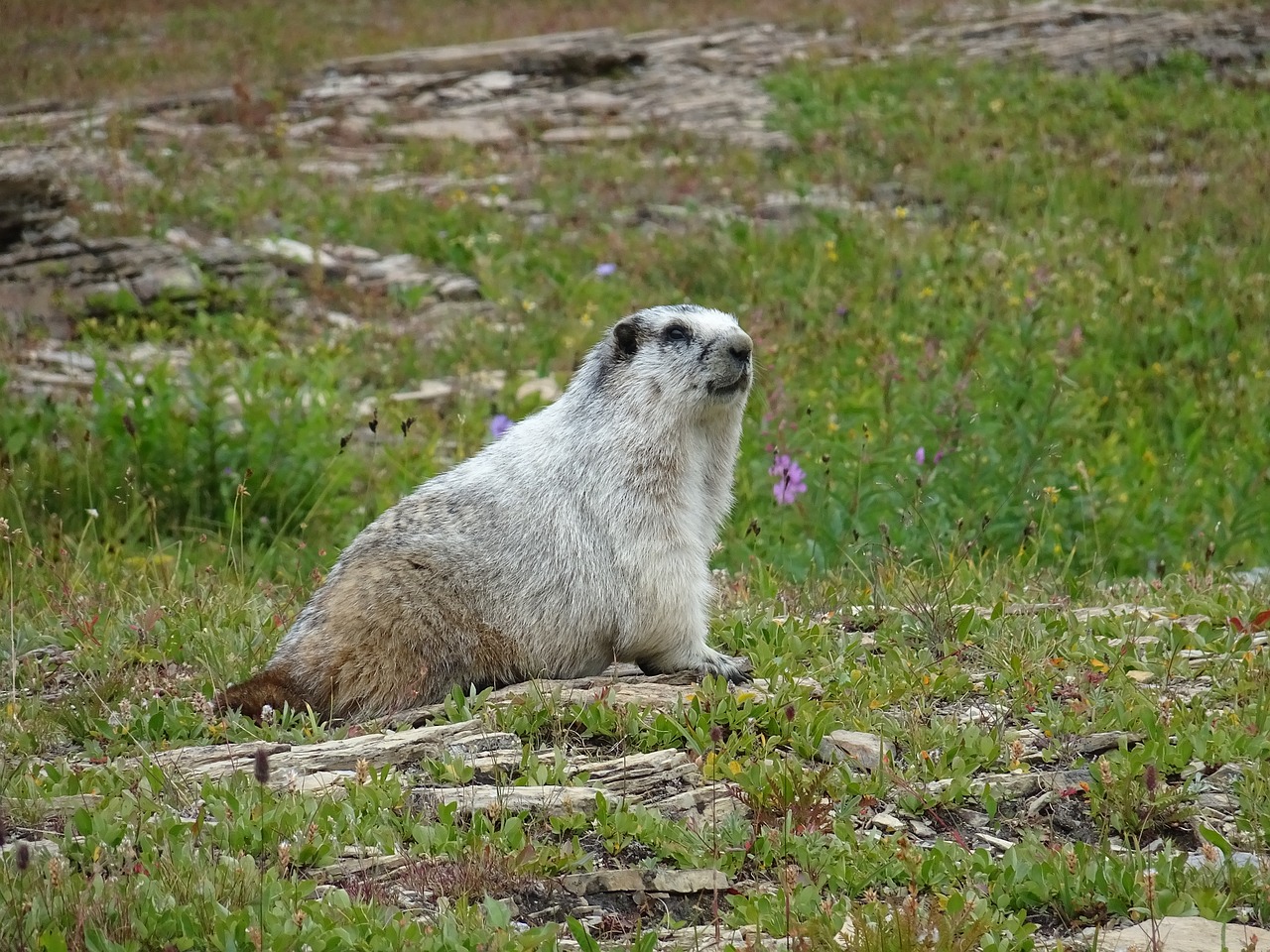 Giesmė, Gamta, Gyvūnai, Usa, Graužikai, Fauna, Mus, Šiaurė, Laukinė Gamta, Laukiniai