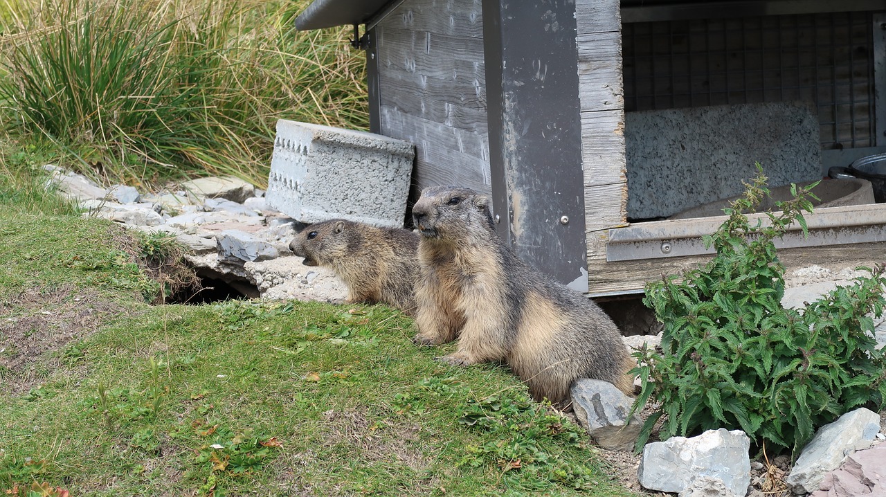 Marmot, Skala De Naye, Šveicarijos, Nemokamos Nuotraukos,  Nemokama Licenzija