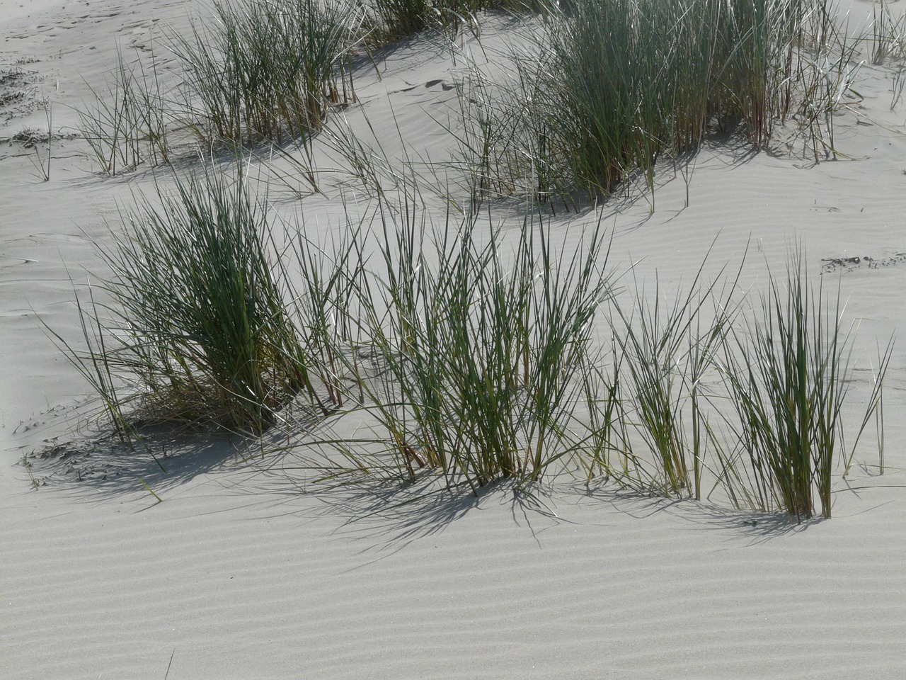 Marram Žolė, Ammophila, Žolė, Saldymedis, Poaceae, Smėlis, Kopos, Šiaurės Jūra, Jūra, Nemokamos Nuotraukos