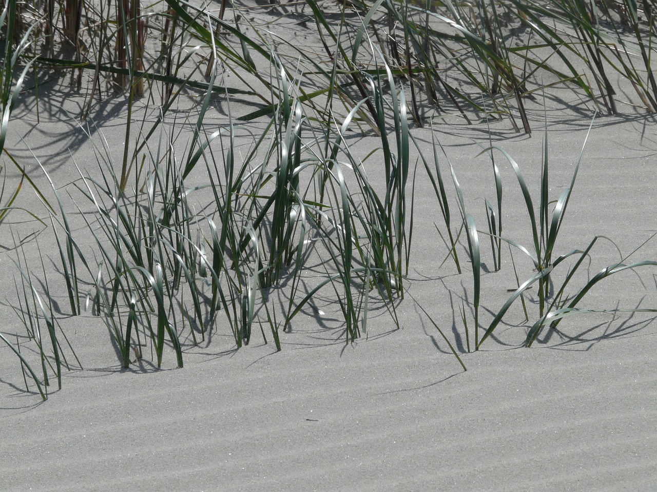 Marram Žolė, Ammophila, Žolė, Saldymedis, Poaceae, Smėlis, Kopos, Šiaurės Jūra, Jūra, Nemokamos Nuotraukos