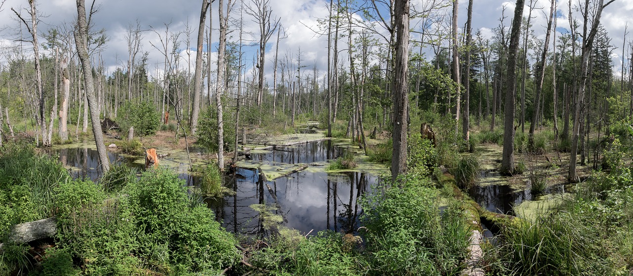 Pelkės, Białowieża Miško, Miškas, Vanduo, Lenkija, Panorama, Žalias, Beržas, Gamta, Białowieska