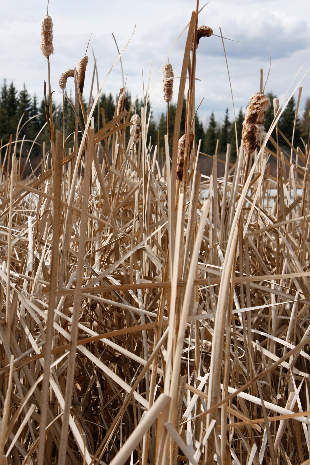 Pelkės,  Katė,  Uodegos,  Pelkių Kačių Uodegų, Nemokamos Nuotraukos,  Nemokama Licenzija