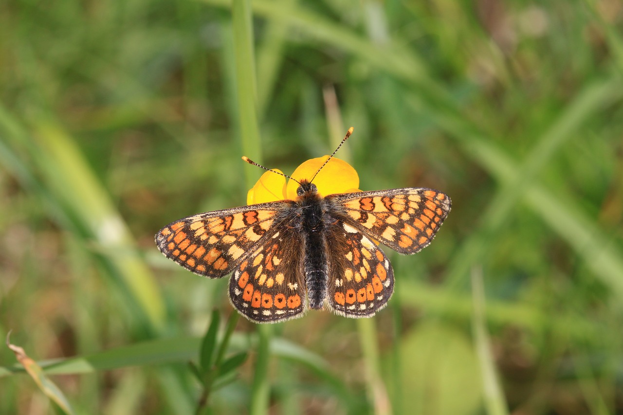 Pelkė Krikščionių Drugelis, Euphidryas Aurinia, Susitarimas, Westmeath, Airija, Gamta Ireland, Nemokamos Nuotraukos,  Nemokama Licenzija