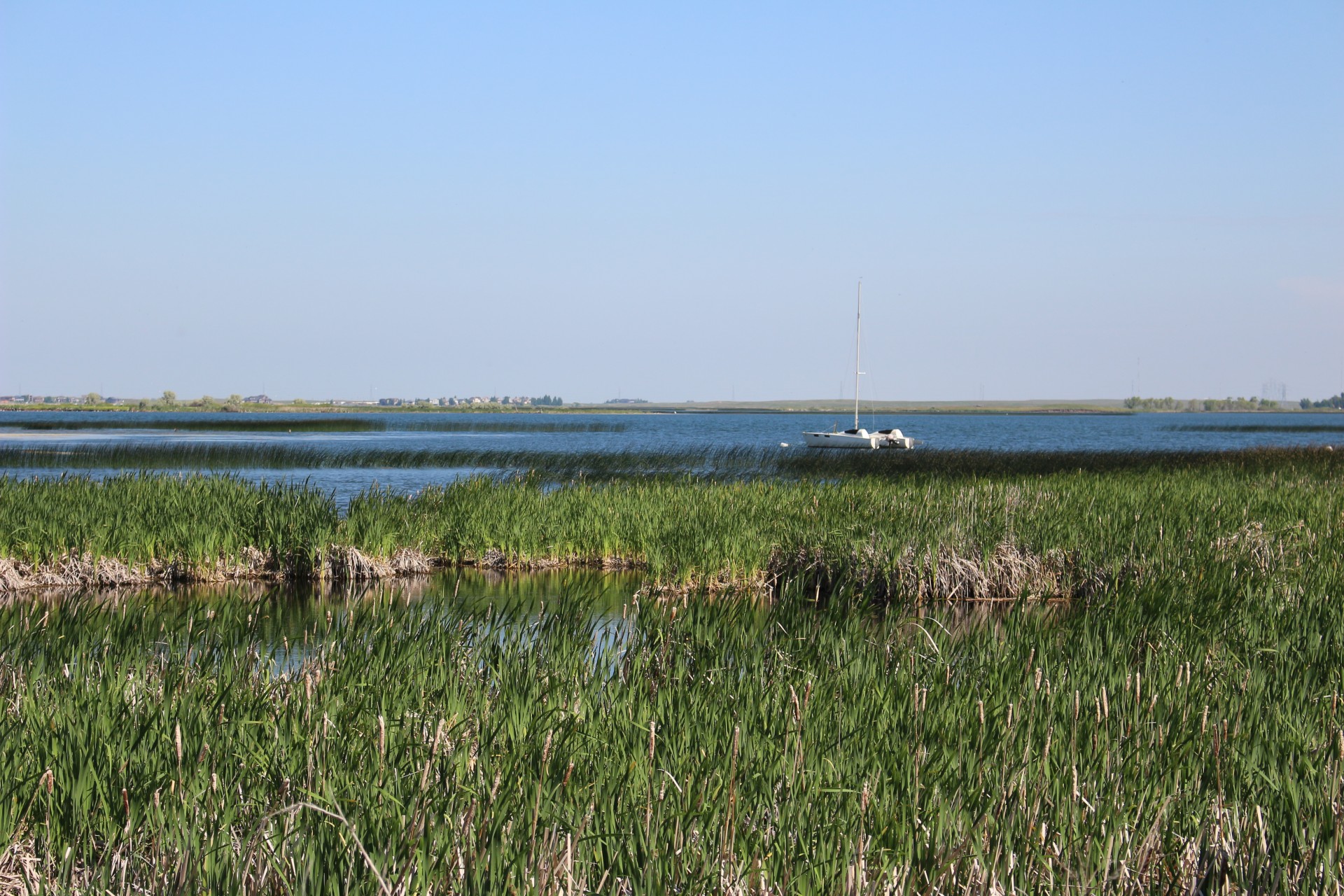 Pelkės,  Ilgai,  Žolė,  Buriu,  Valtis,  Cattails,  Pelkė Ilga Žolė,  Plaukiojanti Valtis, Nemokamos Nuotraukos,  Nemokama Licenzija