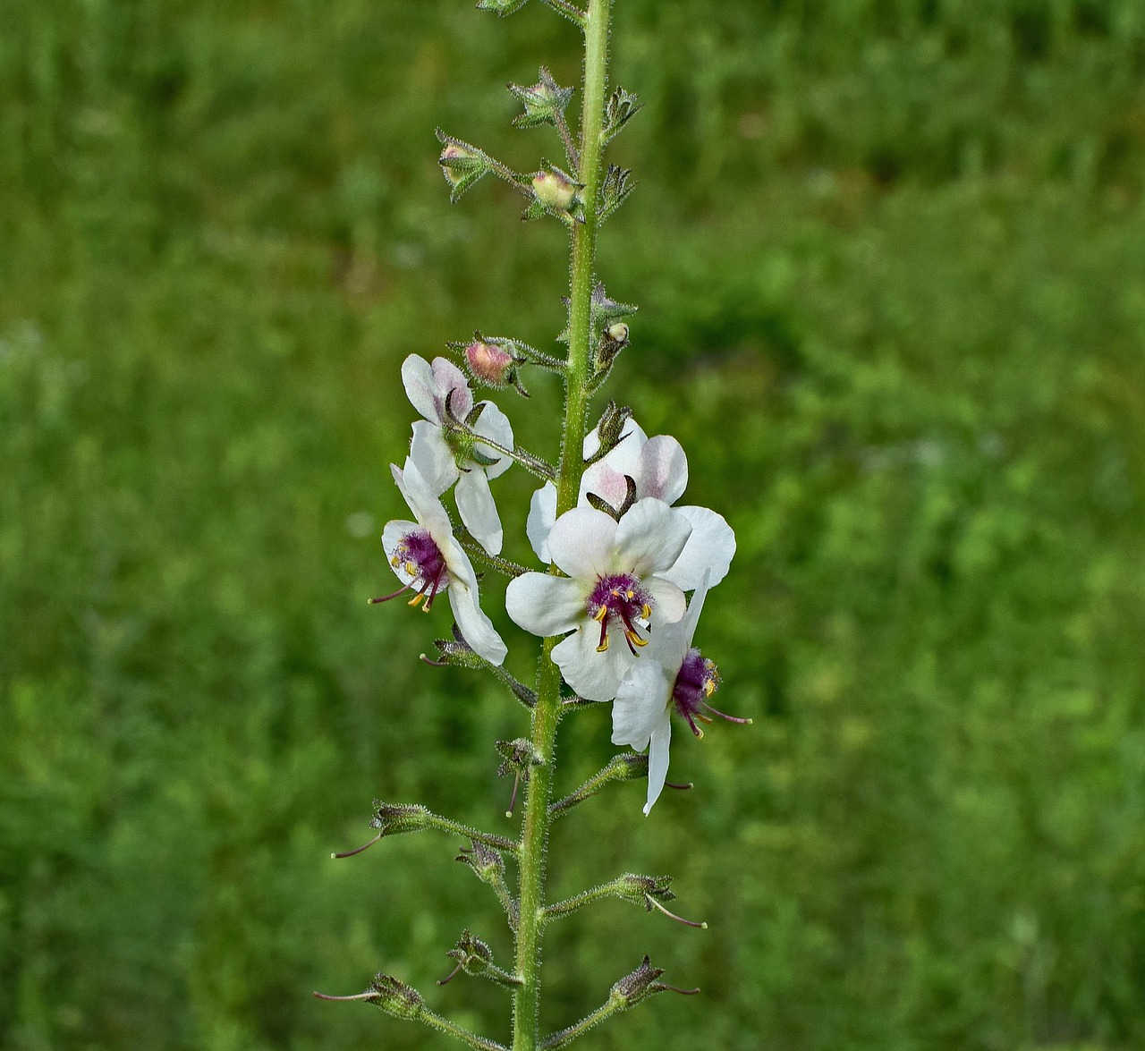 Zefyras, Gėlė, Žiedas, Žydėti, Augalas, Gamta, Pieva, Balta, Violetinė, Spalvinga