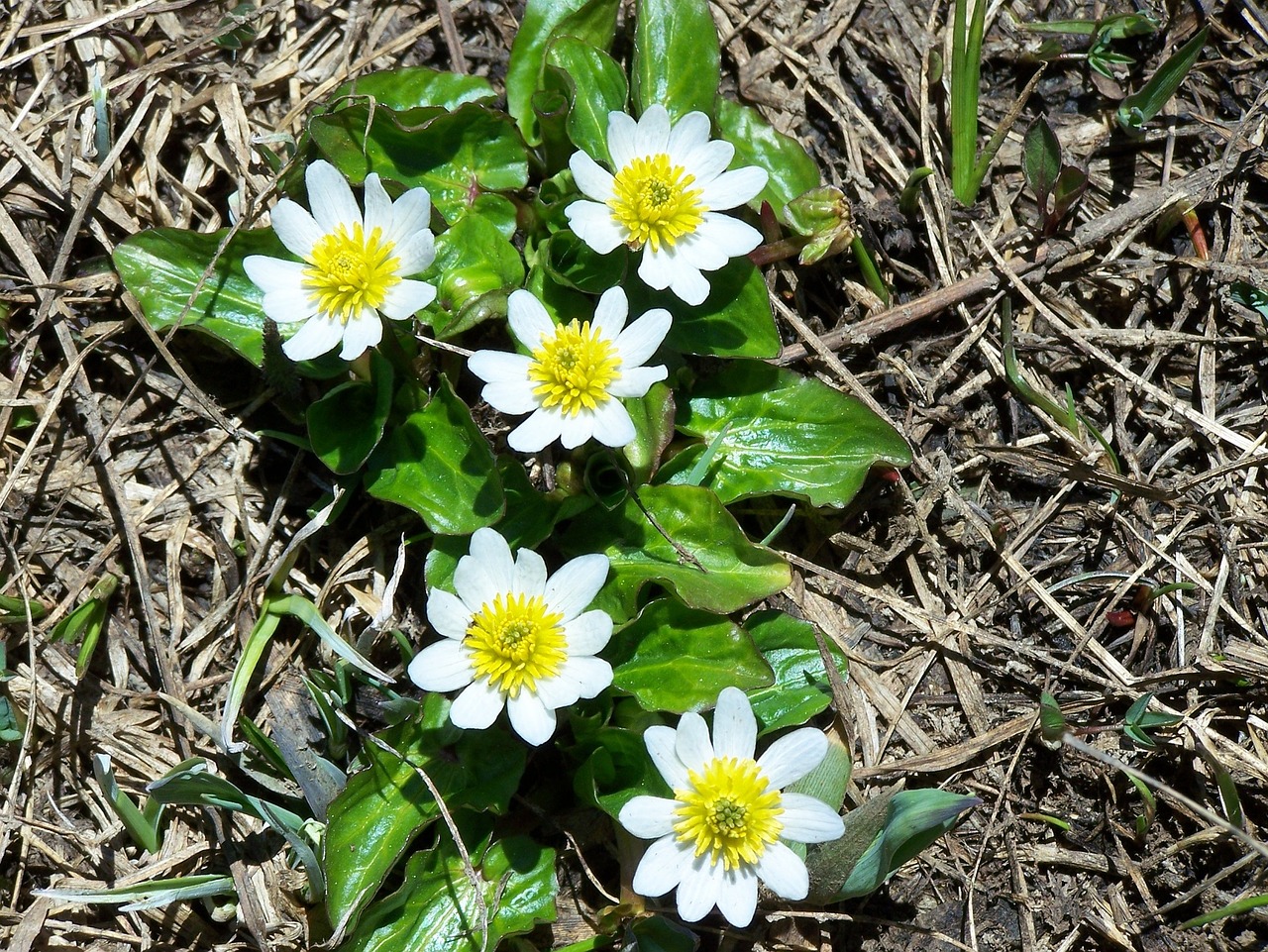 Pelkės Marigold, Gėlės, Gėlių, Žydi, Balta, Geltona, Žiedai, Žydi, Žiedlapiai, Makro