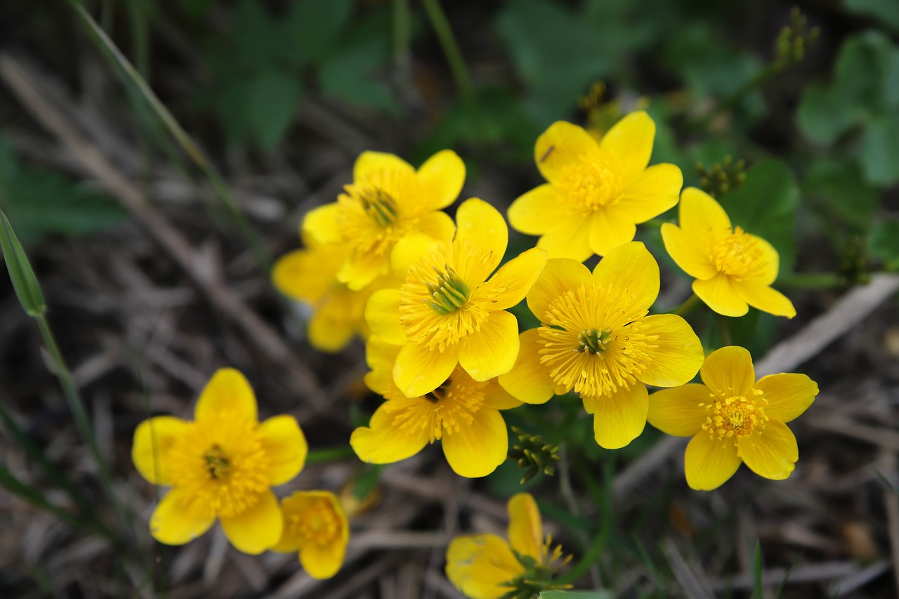 Storagalvis Medetkų,  Geltona Gėlė,  Dotterbloemen,  Geltona,  Žydi,  Pobūdį,  Pavasaris,  Tvenkinys Augalų, Nemokamos Nuotraukos,  Nemokama Licenzija