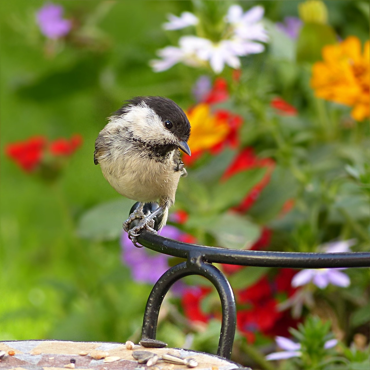 Pelkės, Parus Palustris, Šunys, Paukštis, Maitinimas, Sodas, Nemokamos Nuotraukos,  Nemokama Licenzija