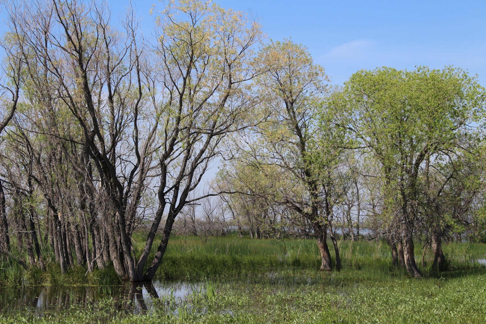 Pelkės,  Medžiai,  Žolė,  Pelkių Medžių Žolė, Nemokamos Nuotraukos,  Nemokama Licenzija