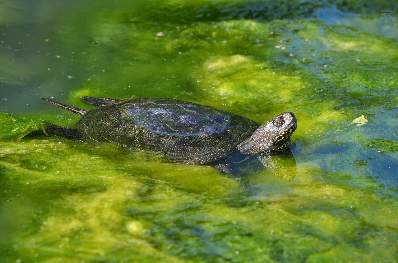 Pelkių Vėžlys, Europietis, Vandens Tvarinys, Vėžlys, Europinis Pelkių Vėžlys, Ropliai, Tvenkinys, Laukinės Gamtos Fotografija, Panzer, Gamtos Apsauga