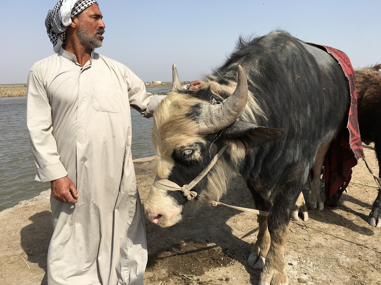 Pelkės, Iraq, Nasiryah, Nemokamos Nuotraukos,  Nemokama Licenzija