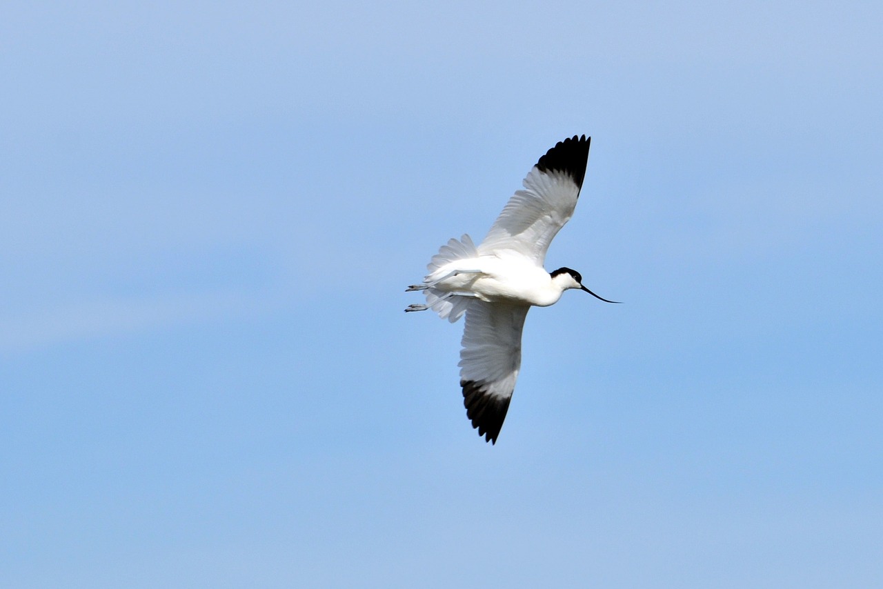 Avocets, Pelkės, Paukščiai, Sparnai, Skrydis, Dangus, Nemokamos Nuotraukos,  Nemokama Licenzija