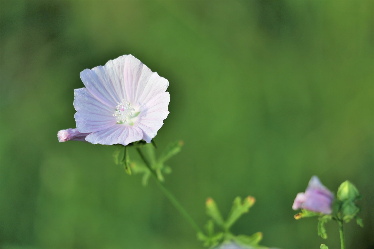 Zefyras,  Malva Alcea,  Rožinis,  Žalias,  Meadow,  Pobūdį,  Lauko, Nemokamos Nuotraukos,  Nemokama Licenzija