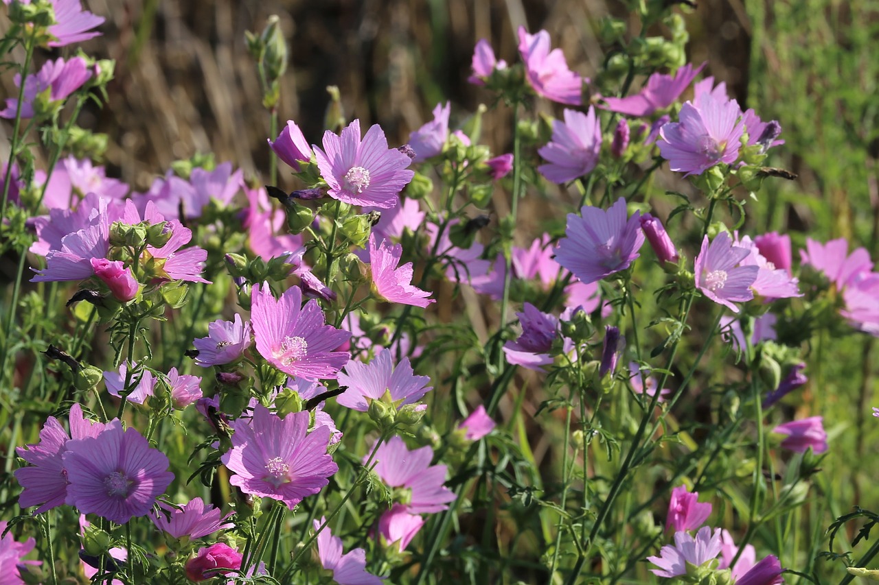 Marshmallow Įvorė,  Malva Alcea,  Violetinė,  Žalias,  Meadow,  Pobūdį,  Lauko, Nemokamos Nuotraukos,  Nemokama Licenzija