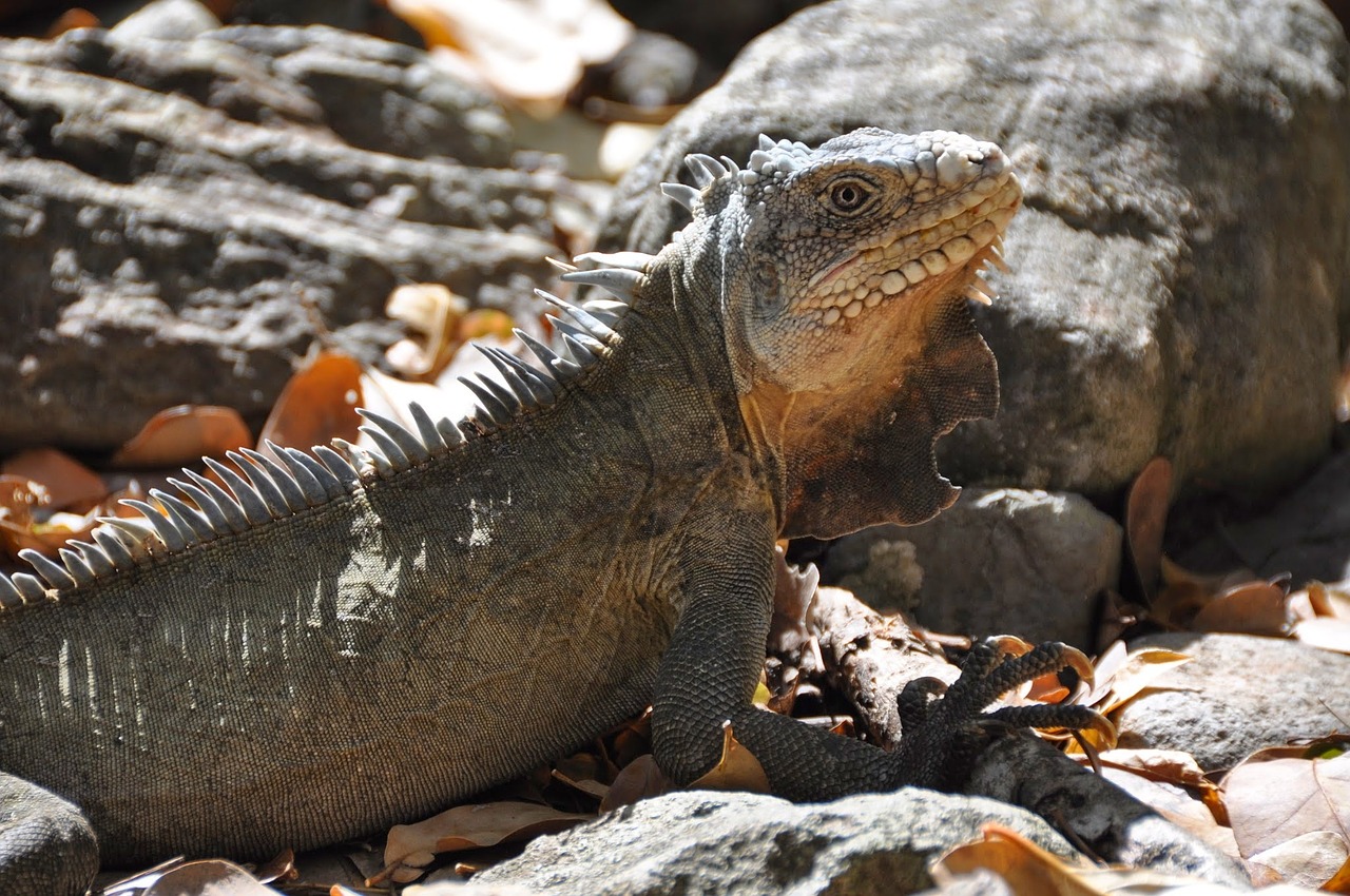 Martinique, Kelionė, Saulė, Kraštovaizdis, Karibai, Sala, Šiluma, Iguana, Nemokamos Nuotraukos,  Nemokama Licenzija