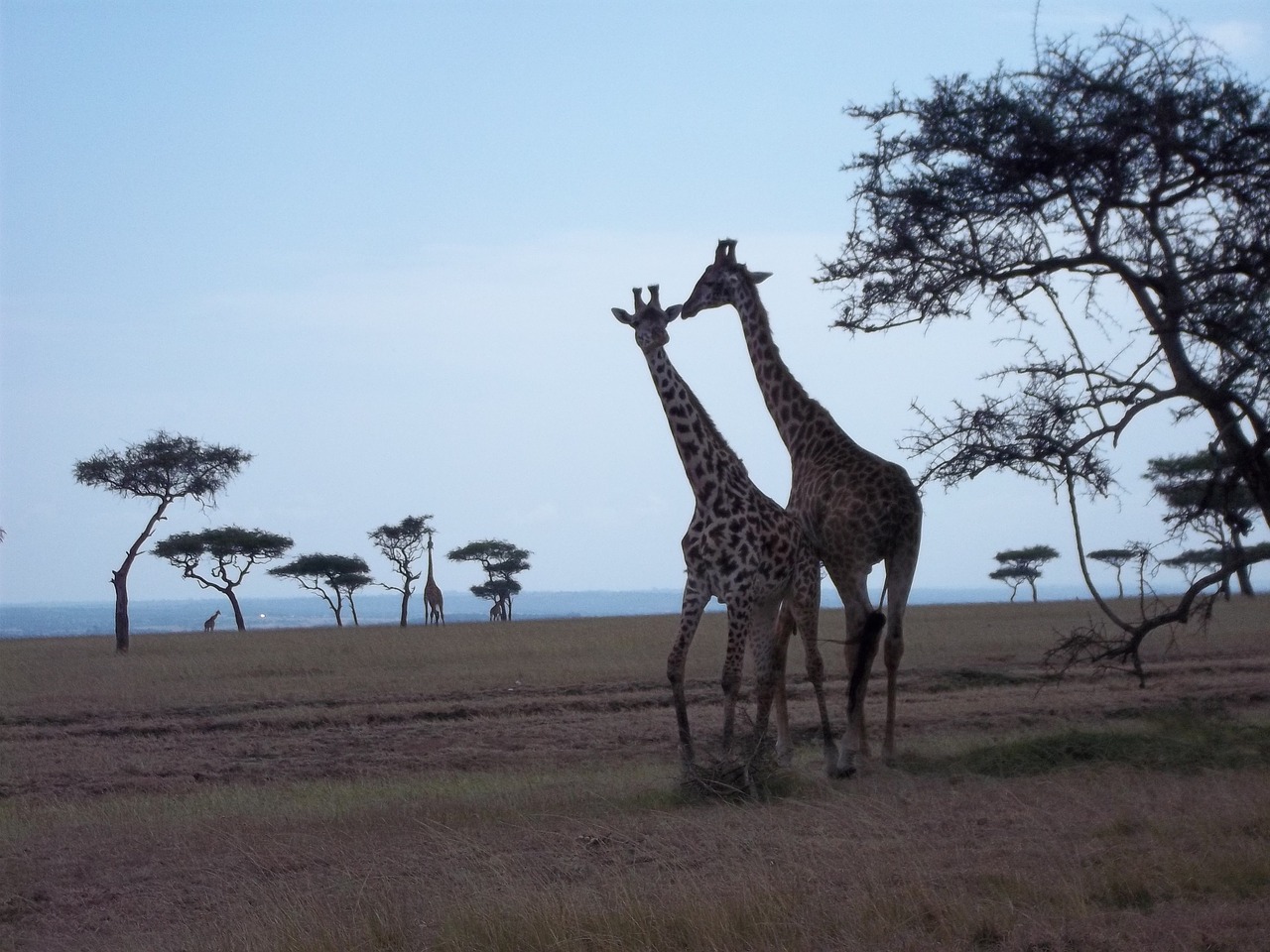 Masai, Mara, Kenys, Nemokamos Nuotraukos,  Nemokama Licenzija