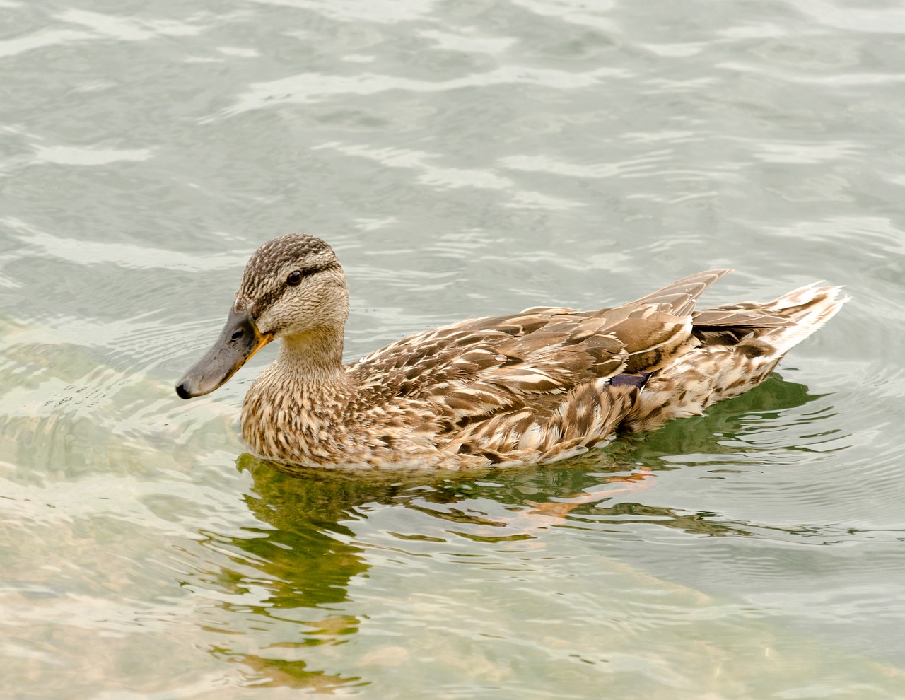 Maschpark,  Pobūdį,  Vandenys,  Ežeras,  Antis Paukštis,  Gyvūnas,  Paukštis,  Vandens,  Antis,  Ežeras Maschsee