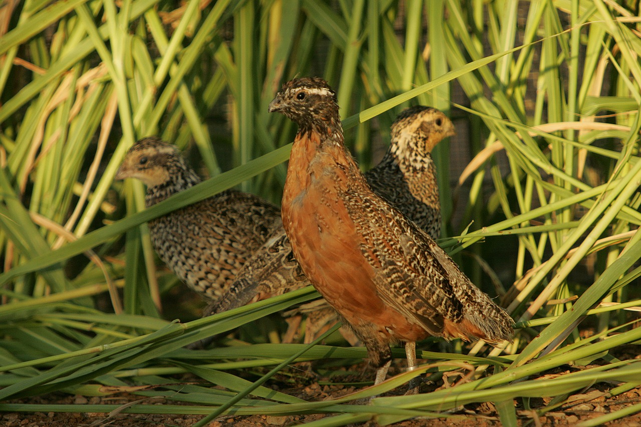 Kaukių Bobwhite Putpelių, Paukščiai, Lizdas, Žemė, Laukinė Gamta, Gamta, Lauke, Žaidimas, Buveinė, Žolės